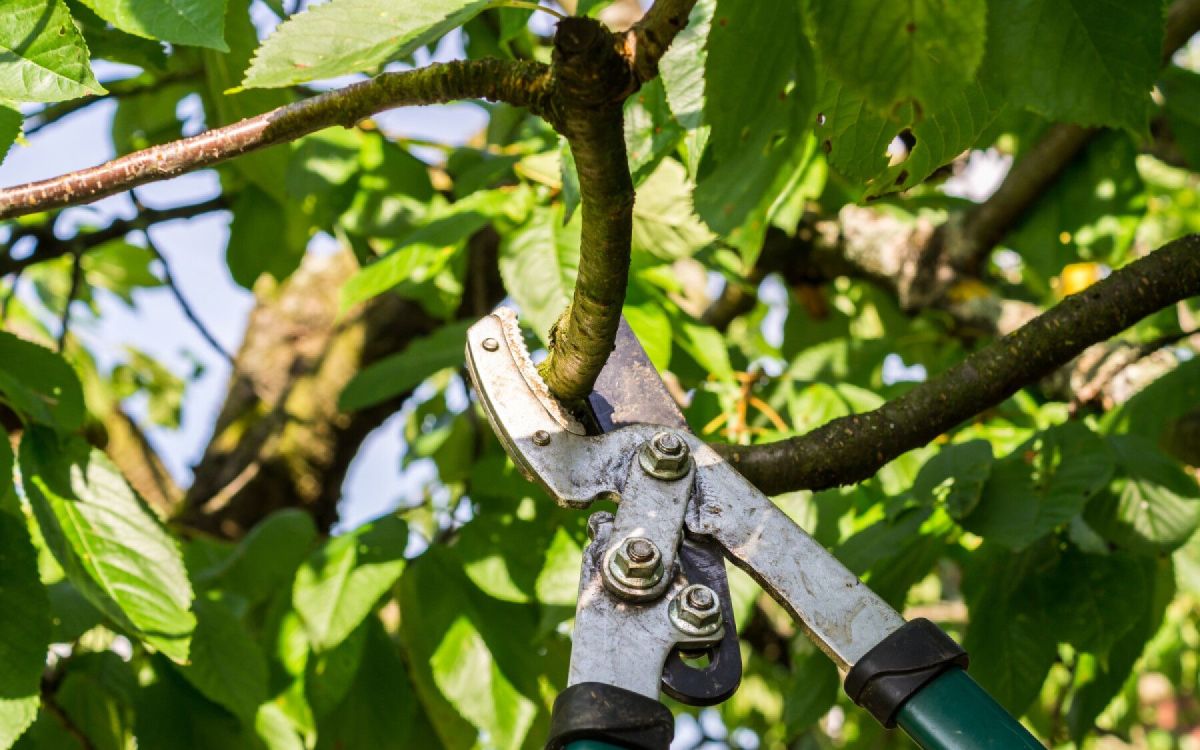 Les secrets de la taille des arbres au jardin révélés