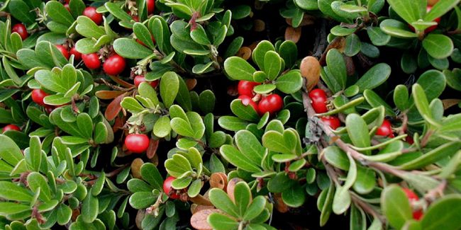 La busserole : un trésor de bienfaits pour votre santé