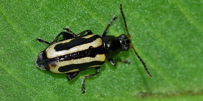 Lutter contre l'altise du chou : des solutions efficaces