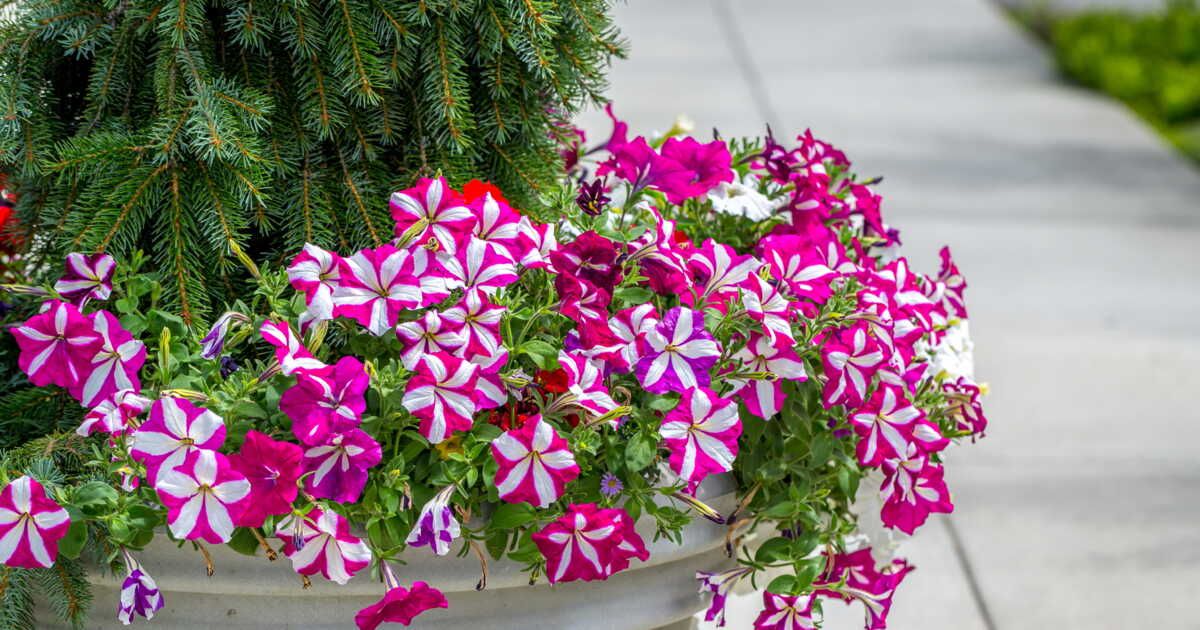 Les secrets pour cultiver des pétunias éclatants