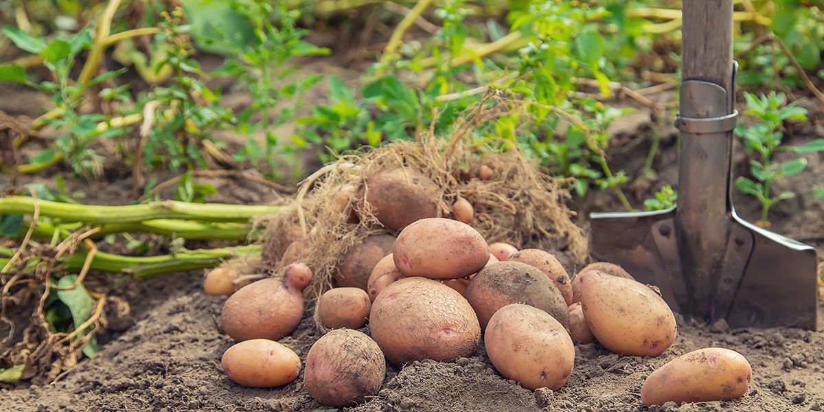 Comment recycler les fanes de pommes de terre : astuces pratiques pour les jardiniers