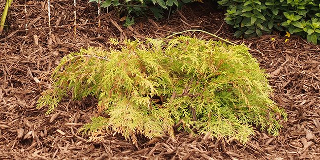 À la découverte du cyprès rampant de Sibérie (Microbiota decussata)