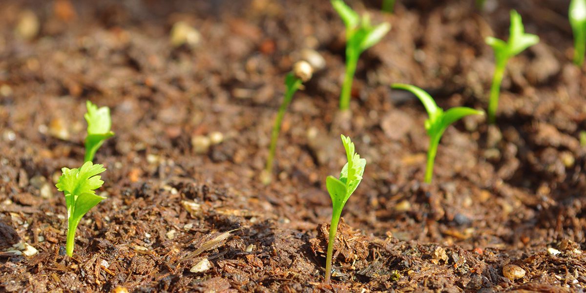 les secrets du semis de coriandre : guides et astuces incontournables