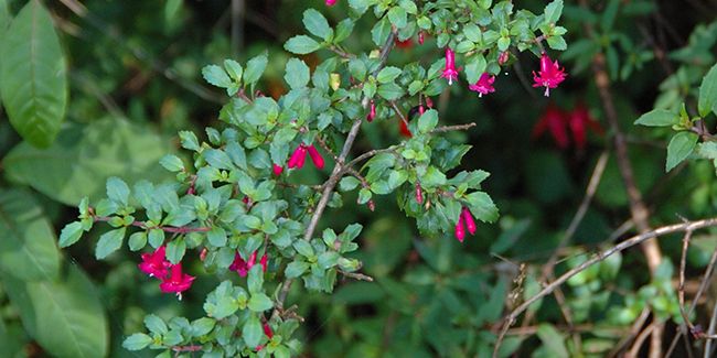 Découvrez le fuchsia à petites feuilles : une beauté botanique méconnue