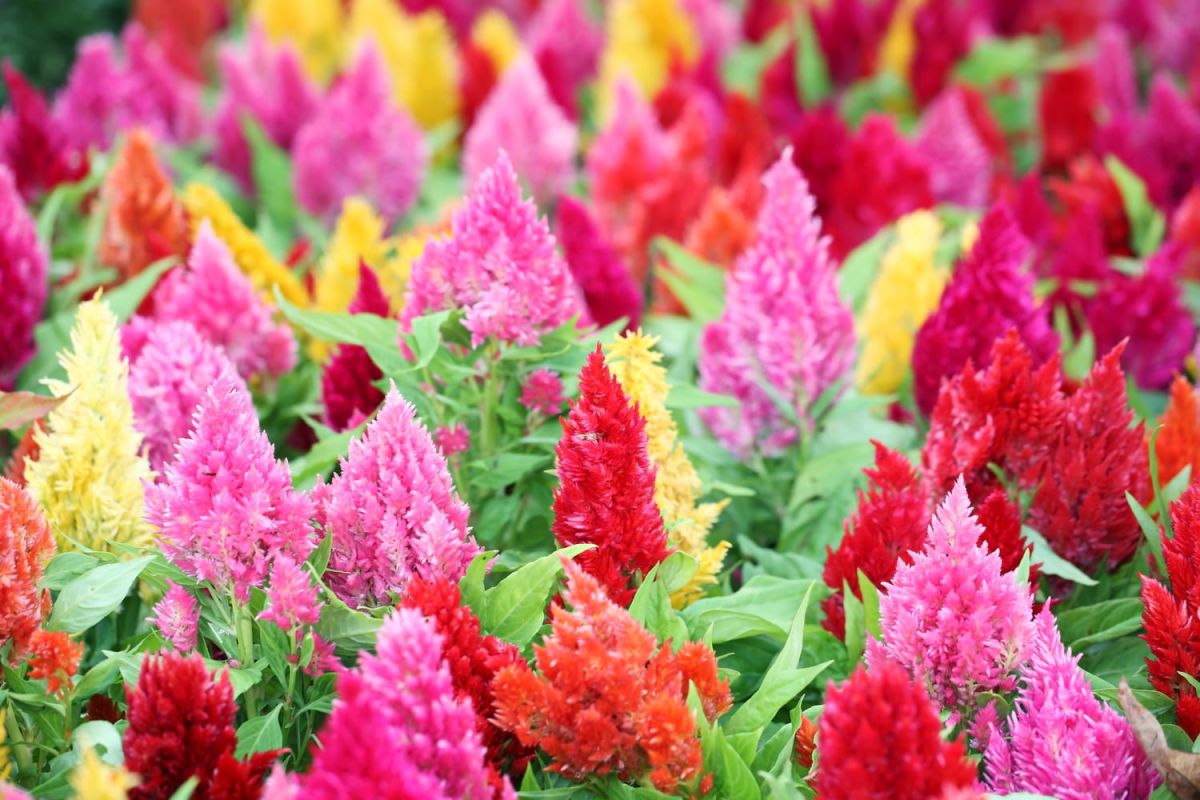 Donnez vie à votre jardin avec cette plante éclatante et résistante