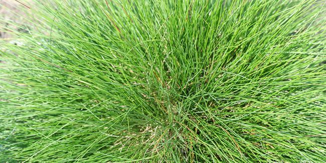 La fétuque : une graminée polyvalente en touffes