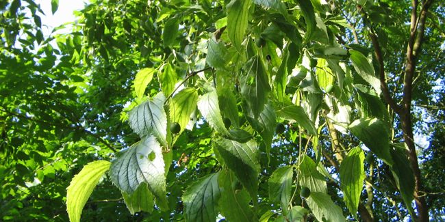 À la découverte du micocoulier de Provence, arbre emblématique du Sud