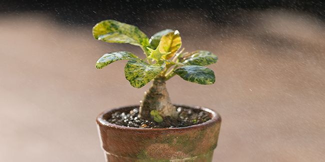 La dorsténie fétide : une succulente aux fleurs vertes