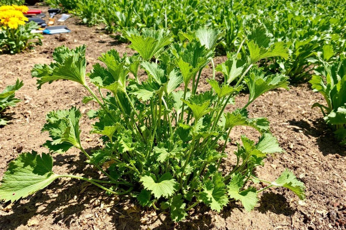 Pourquoi le panais devient essentiel pour contrer la sécheresse au potager cet été