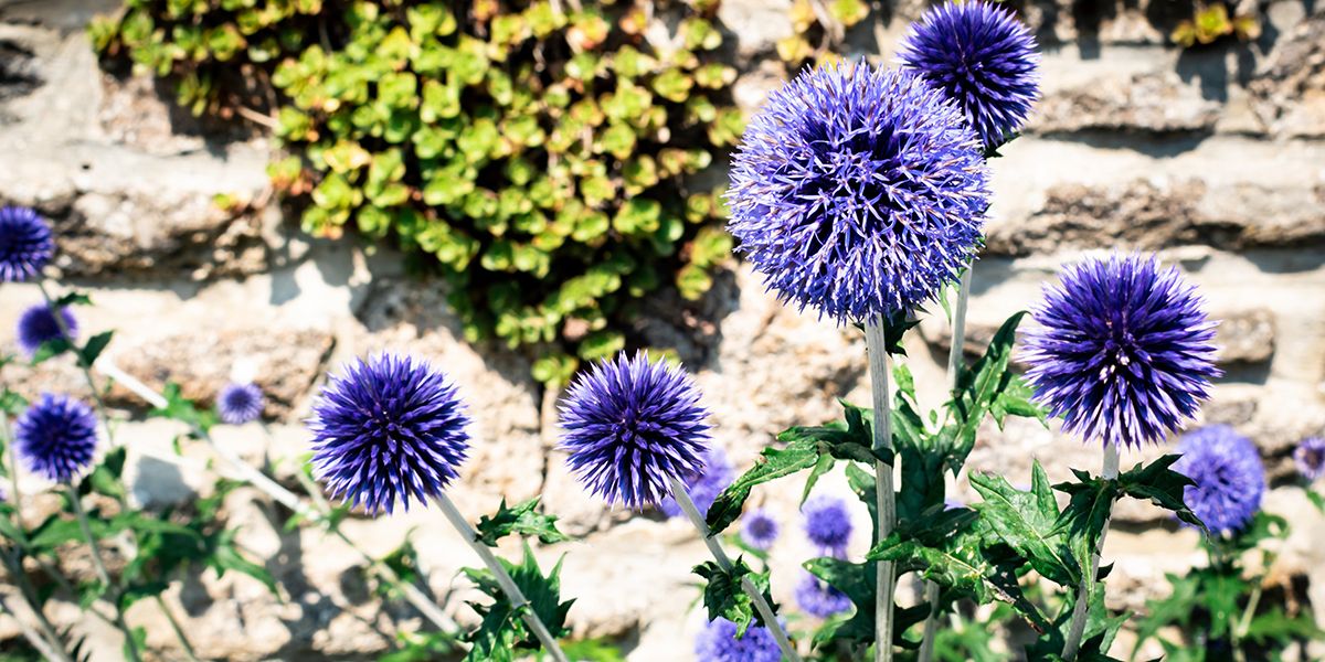 La boule azurée (Echinops ritro), chardon boule