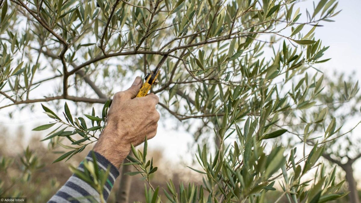 L'olivier : un trésor méditerranéen à entretenir