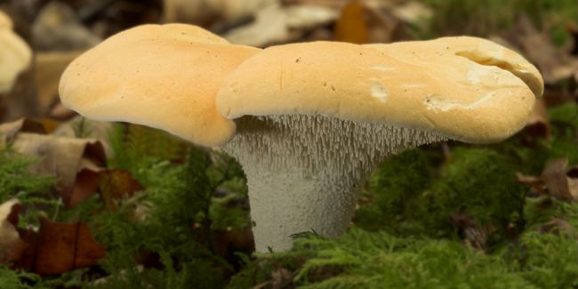 À la découverte du pied de mouton : un trésor gastronomique qui s'invite en cuisine