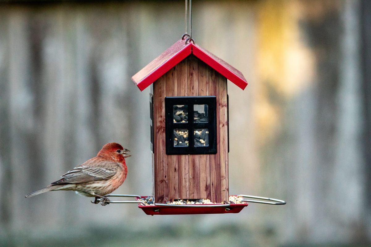 Installez une maison pour oiseaux et transformez votre jardin en refuge aviaire
