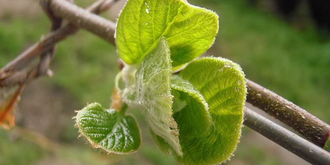 Cultiver des kiwis chez soi : guide de bouturage