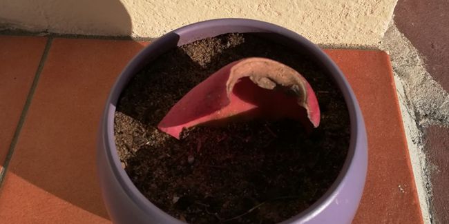 Les secrets du bouturage de feuilles : guide pratique