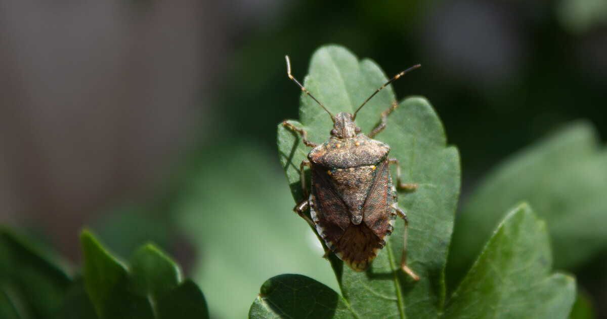 Comment se débarrasser des punaises "diaboliques" ?