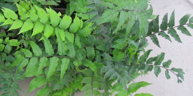 Découvrez l'aspidie en faux, la fougère au charme singulier