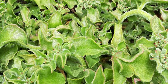 La ficoïde glaciale : un trésor horticole aux feuilles cristallines