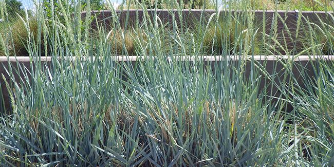 l'élyme de Magellan (Elymus magellanicus), le blé bleu