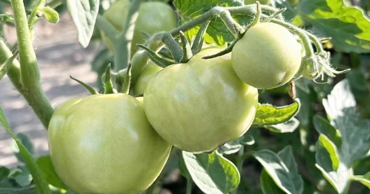 Des tomates qui restent vertes ? Découvrez les astuces d'un expert en permaculture