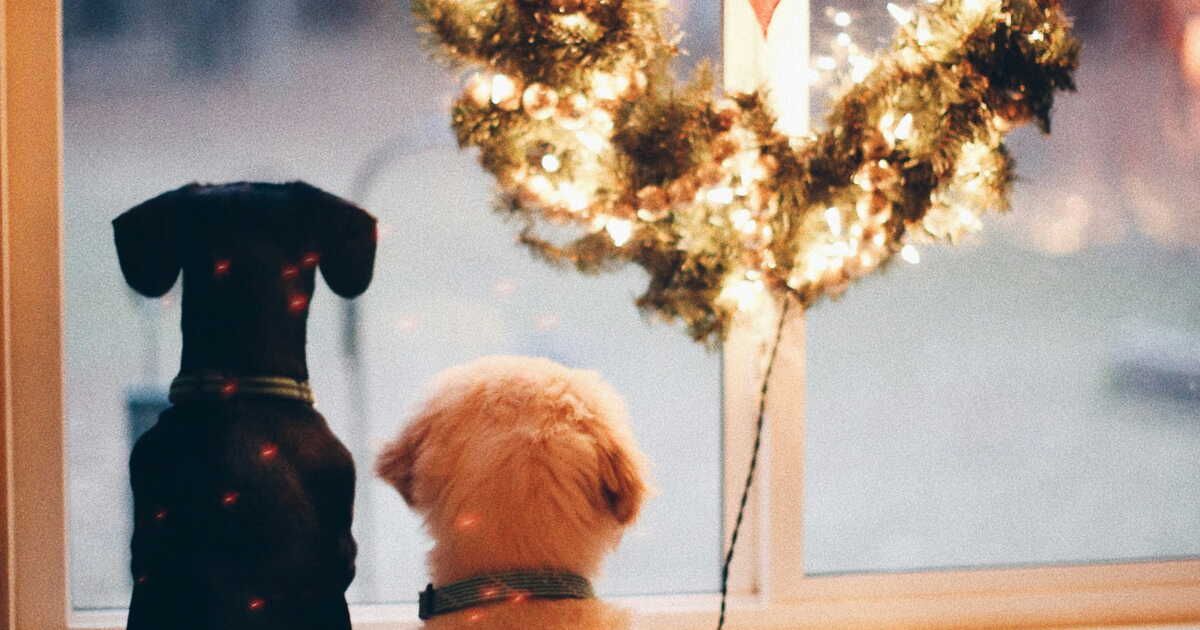 Créez de magnifiques décorations de Noël en hommage à votre animal de compagnie