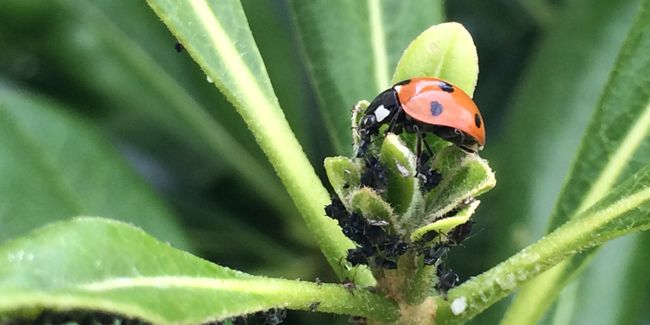 Le biocontrôle : une alternative promise au glyphosate