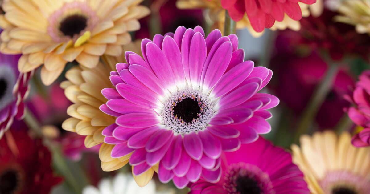 Où planter un gerbéra ?