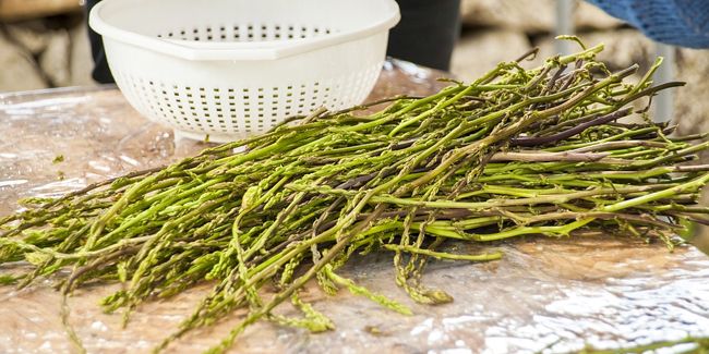 À la découverte de l'asperge sauvage : de la récolte à la cuisine