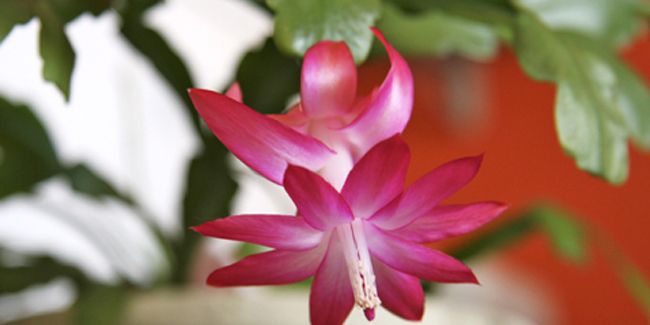 Cactus de Noël : un trésor sans épines pour vos intérieurs