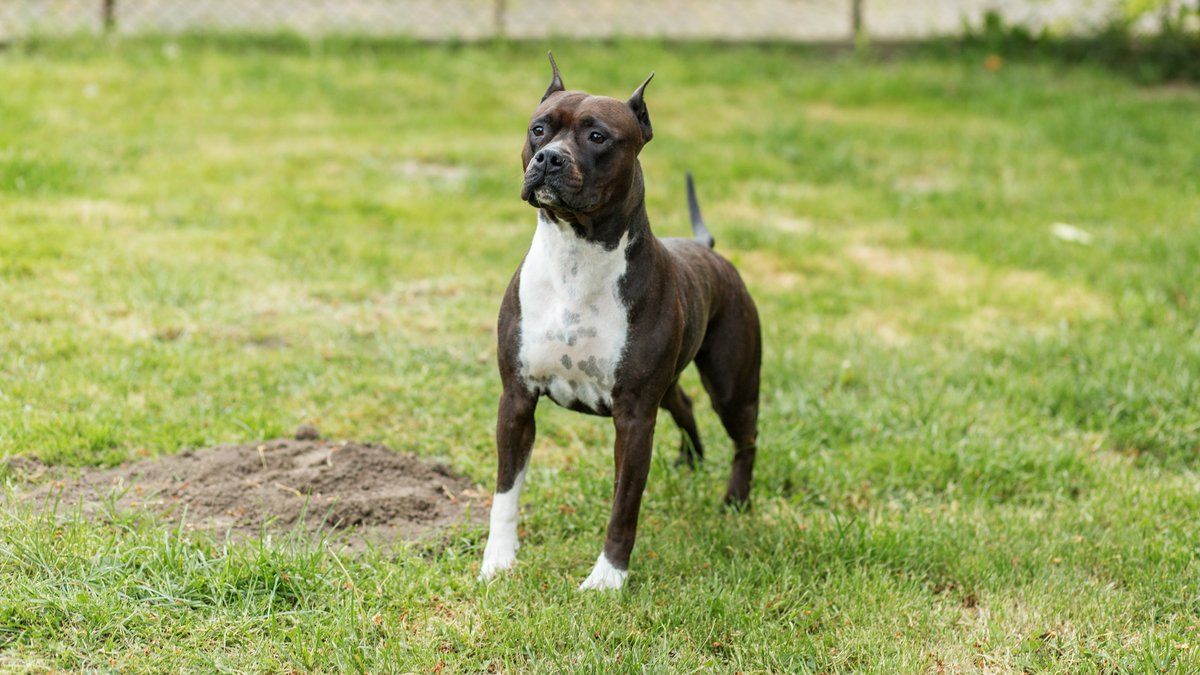 Un chien en détresse après avoir été laissé dans une voiture sous le soleil ardent