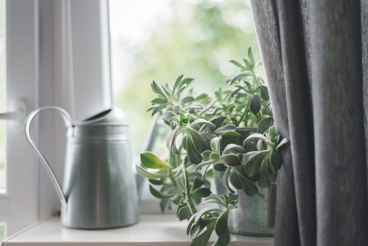 Comment arroser vos plantes en hiver : conseils et astuces