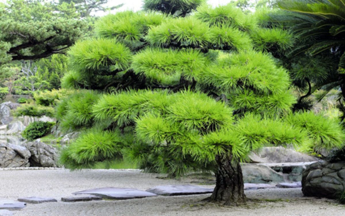 La taille en nuages des pins : art et tradition des jardins japonais