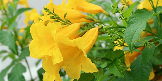 Découverte de la trompette d'or, un joyau des jardins