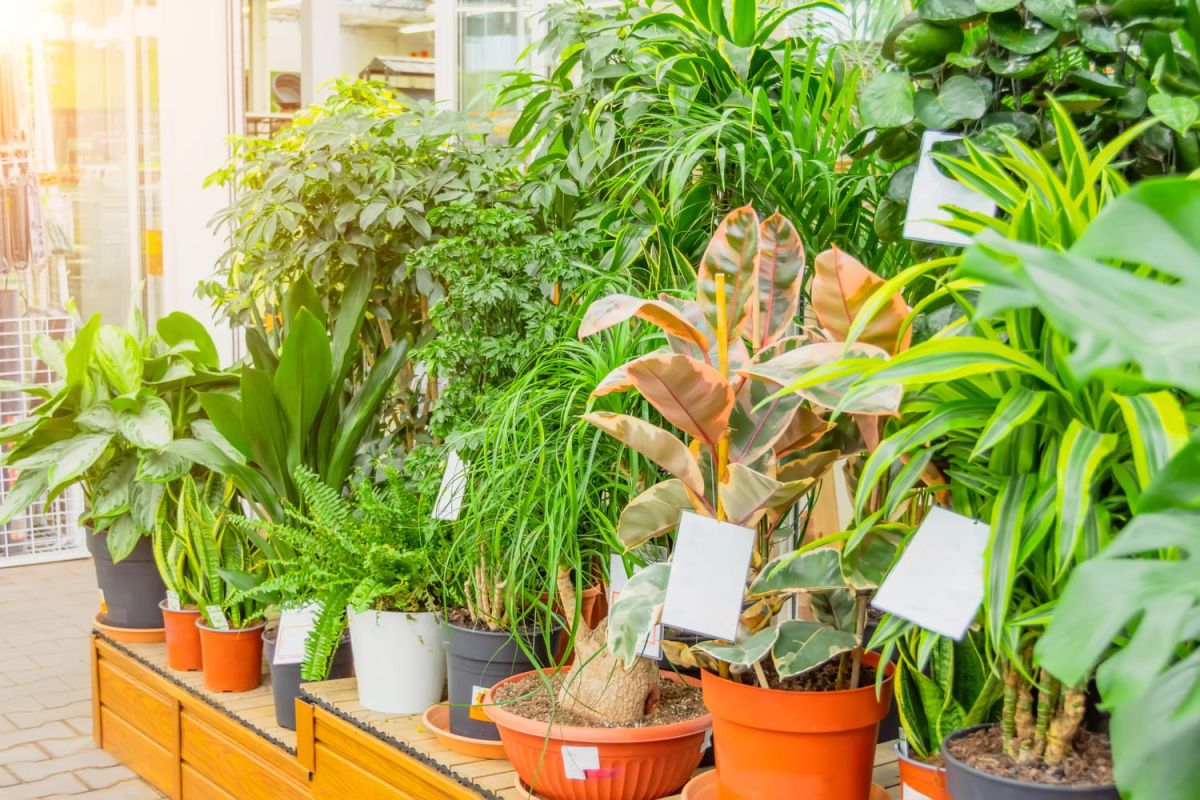 la plante qui peut transformer votre intérieur : attention à son emplacement
