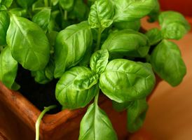 Découvrez les vertus du basilic pour un été plein de saveurs