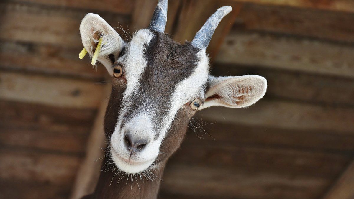 Un jeune homme interpellé pour actes cruels envers des animaux dans les Bouches-du-Rhône