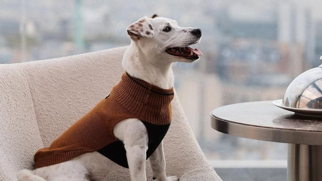 À Paris, les chiens sont les nouvelles stars du luxe