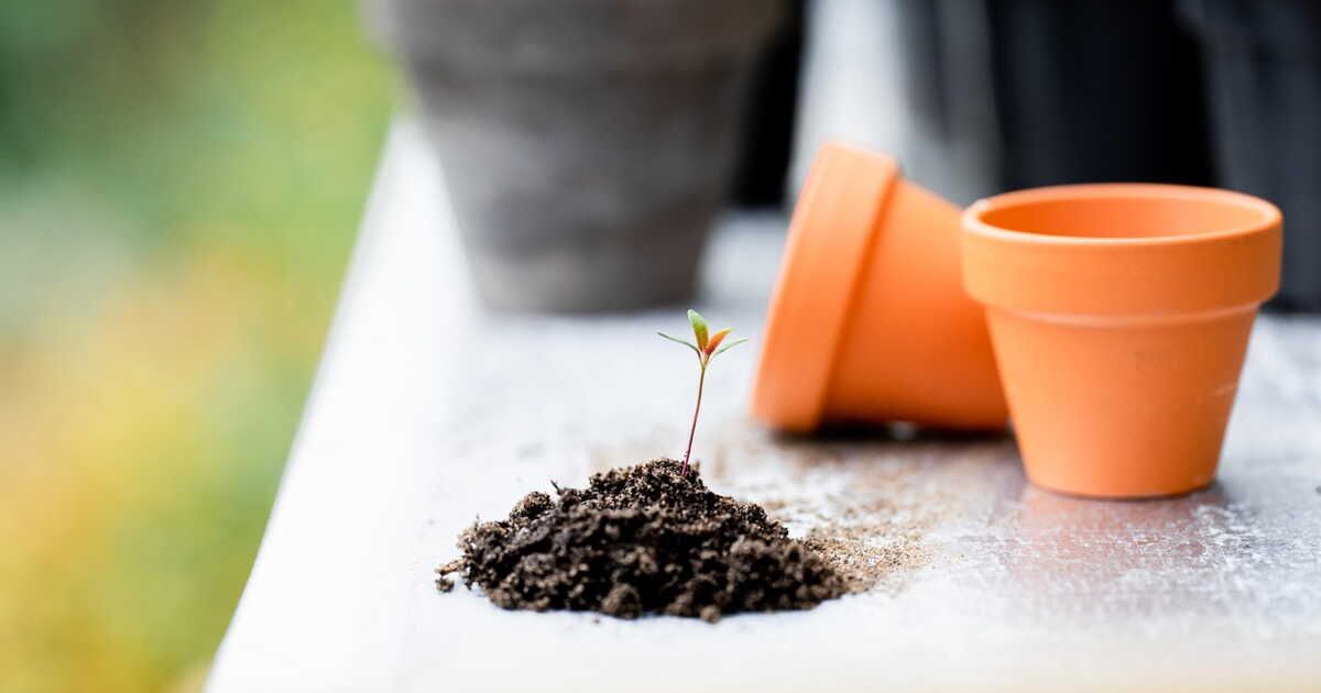 Fabriquer des oyas : l'astuce économique pour un arrosage efficace cet été