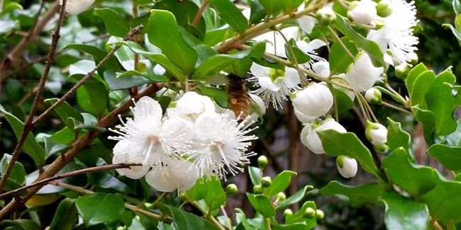 Myrte du Chili (Luma apiculata) : un trésor végétal à découvrir