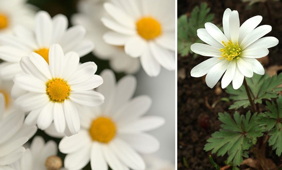 30 fleurs blanches qui embellissent votre jardin