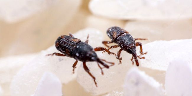 Se débarrasser des charançons : astuces pour protéger vos placards