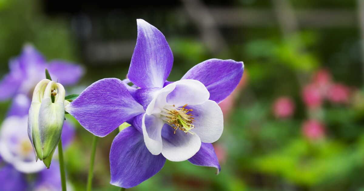 Où planter des ancolies ?