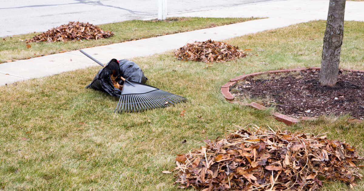 L'obligation de ramasser les feuilles mortes : ce que dit la loi