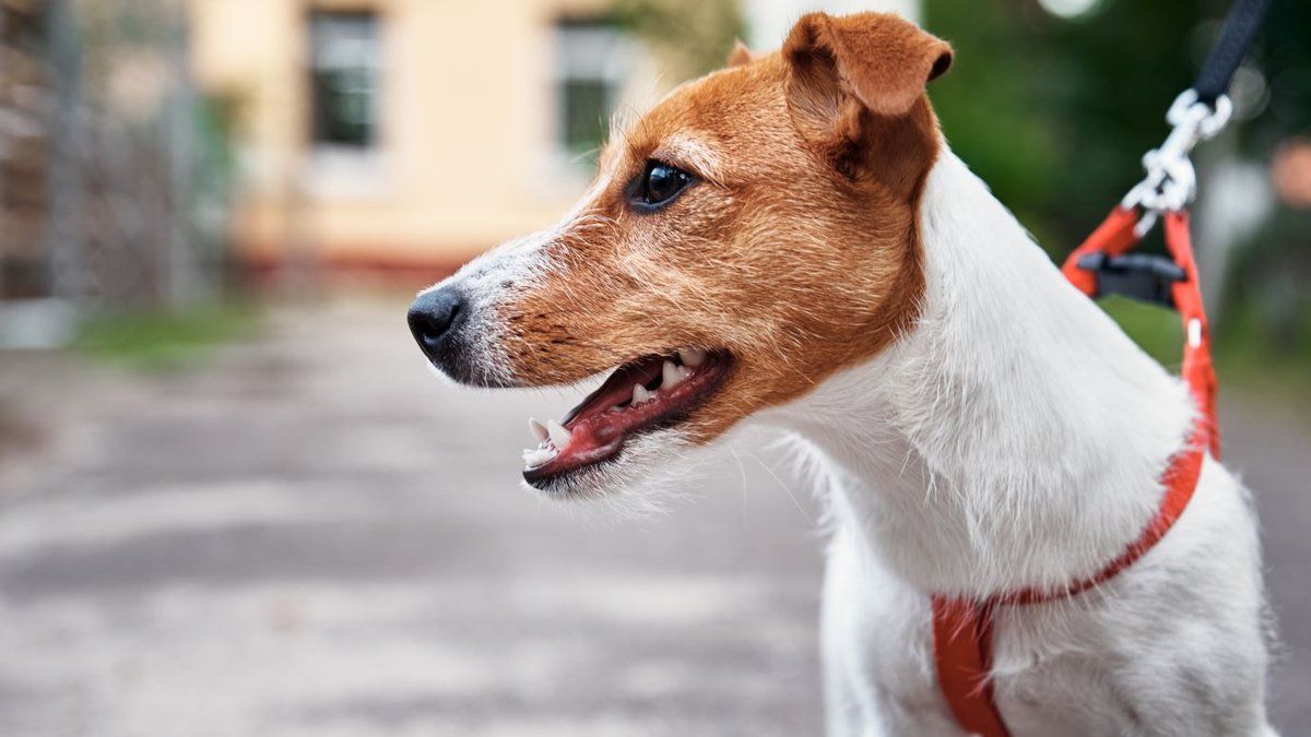 Amende jusqu’à 750 euros : les règles strictes pour les propriétaires de chiens dès avril