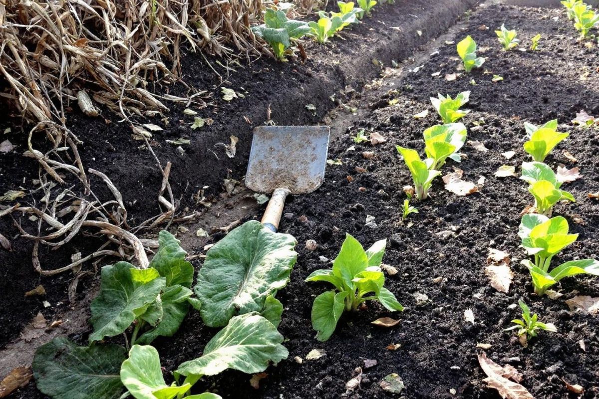 Comment revitaliser vos sols après les récoltes d'août pour des plantations d'automne réussies