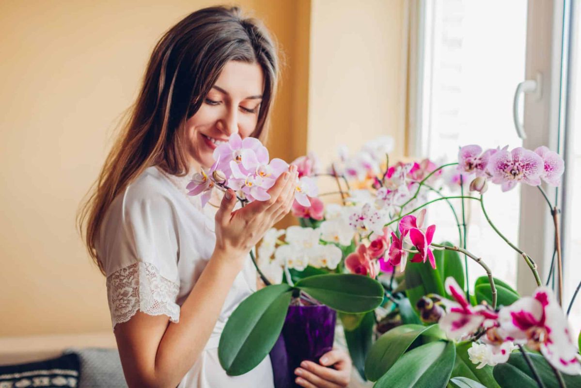 Les astuces incontournables pour des orchidées resplendissantes avant le printemps