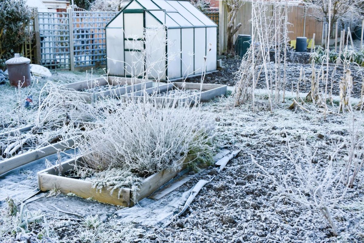 Les bienfaits insoupçonnés du froid pour votre jardin