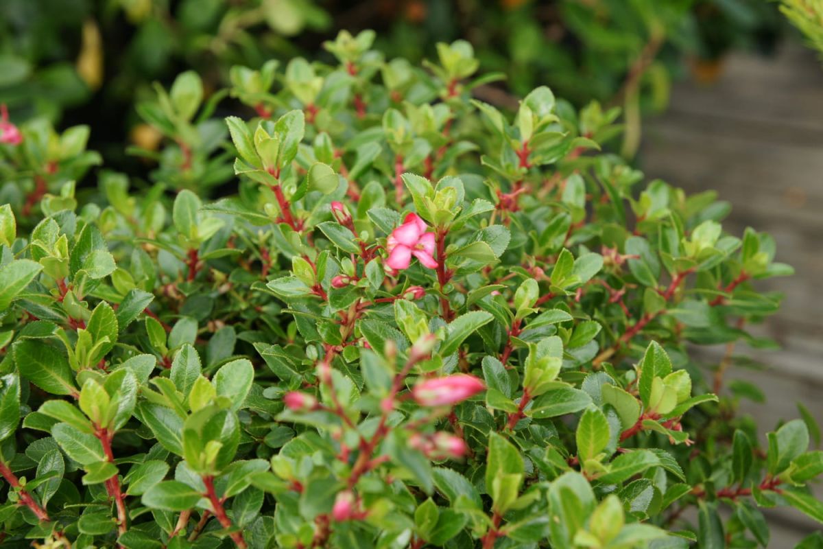 Découverte de l'escallonia : un arbuste majestueux pour votre jardin