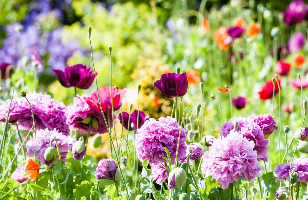 6 fleurs faciles à planter en mai pour un été éblouissant