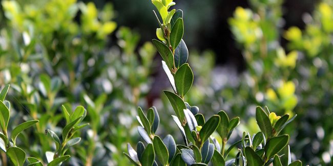 Le buis, l'arbuste incontournable de nos jardins